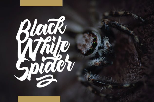 大胆豪迈粗笔画英文手写字体 Maghody Script插图(4)