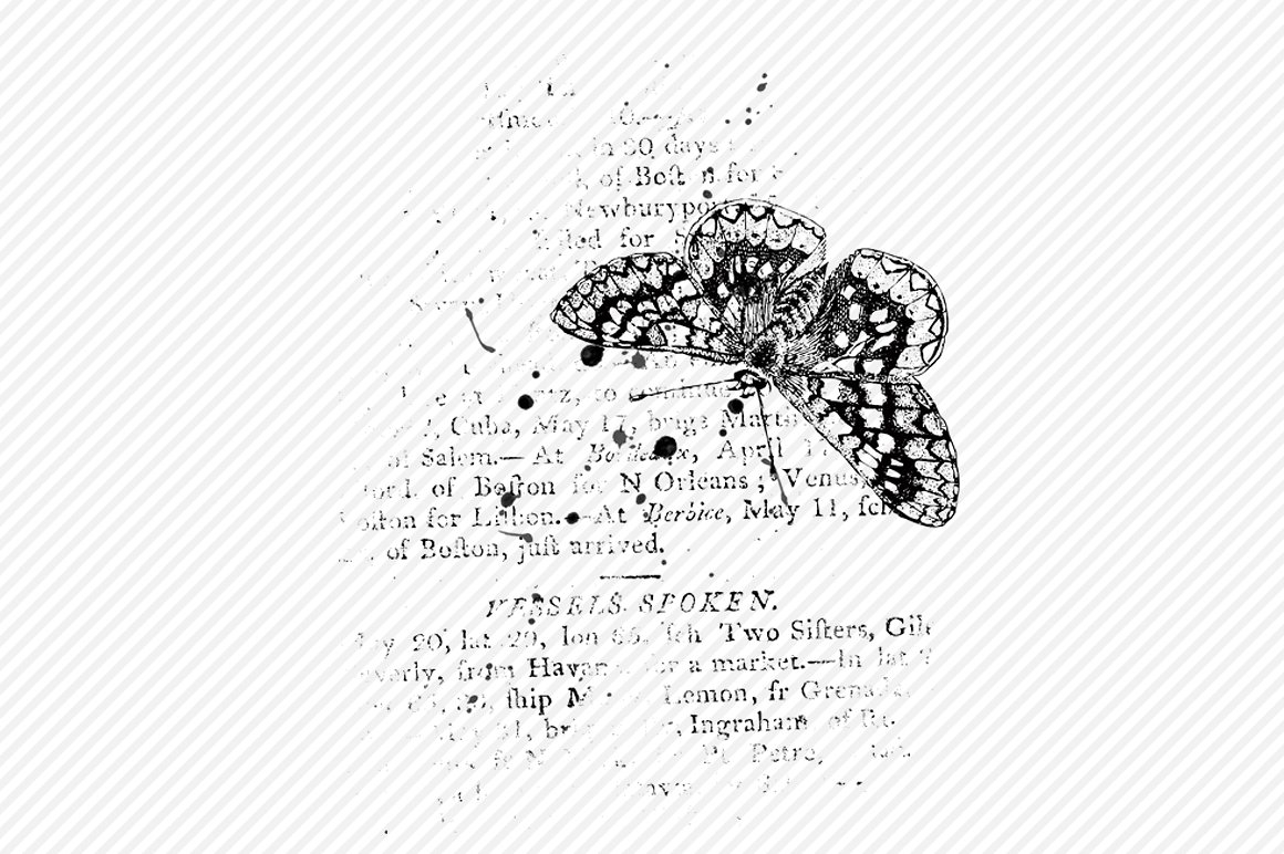 6个高品质的蝴蝶肌理效果PS笔刷下载[ABR]插图(2)