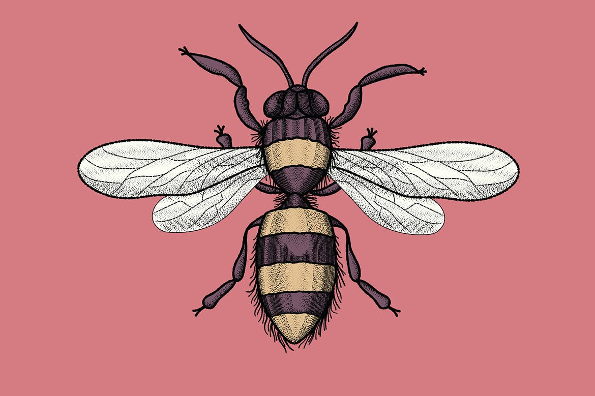 雕刻画设计AI笔刷下载 The Master Engraver – Brushes插图(5)