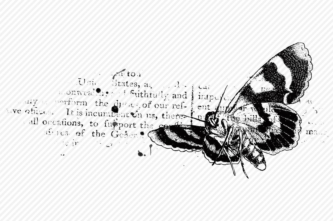 6个高品质的蝴蝶肌理效果PS笔刷下载[ABR]插图(4)