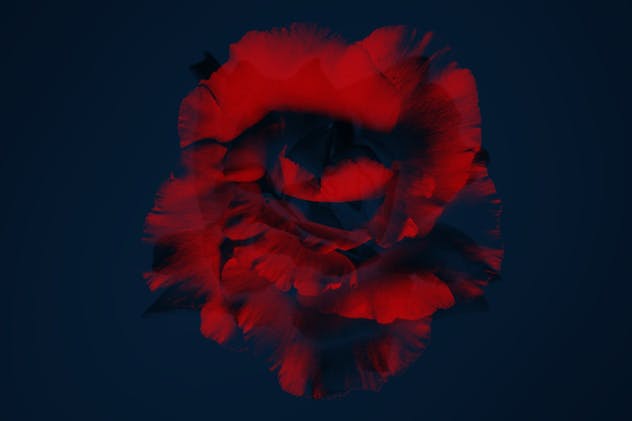 15款优雅花卉图案PS笔刷 Elegant Flower Brushes for Photoshop插图(5)