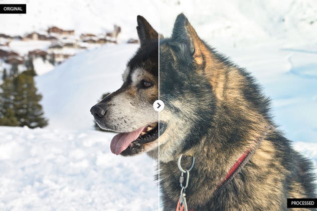 17个动物摄影后期处理滤镜LR预设 17 Animal Photography Lightroom Presets插图(5)