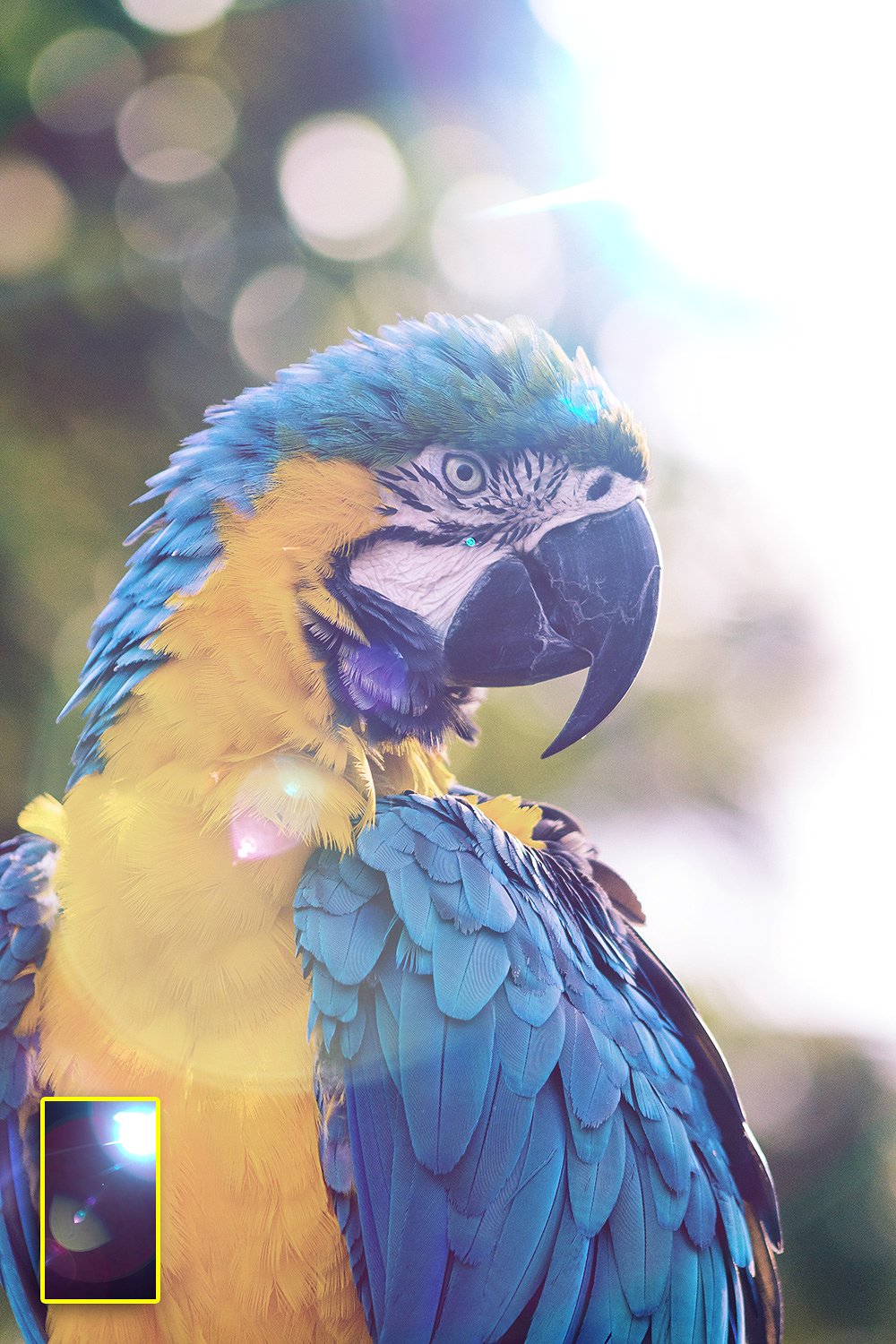 照片漏光特效模板 Sunlight-Captured Light Leaks插图(4)