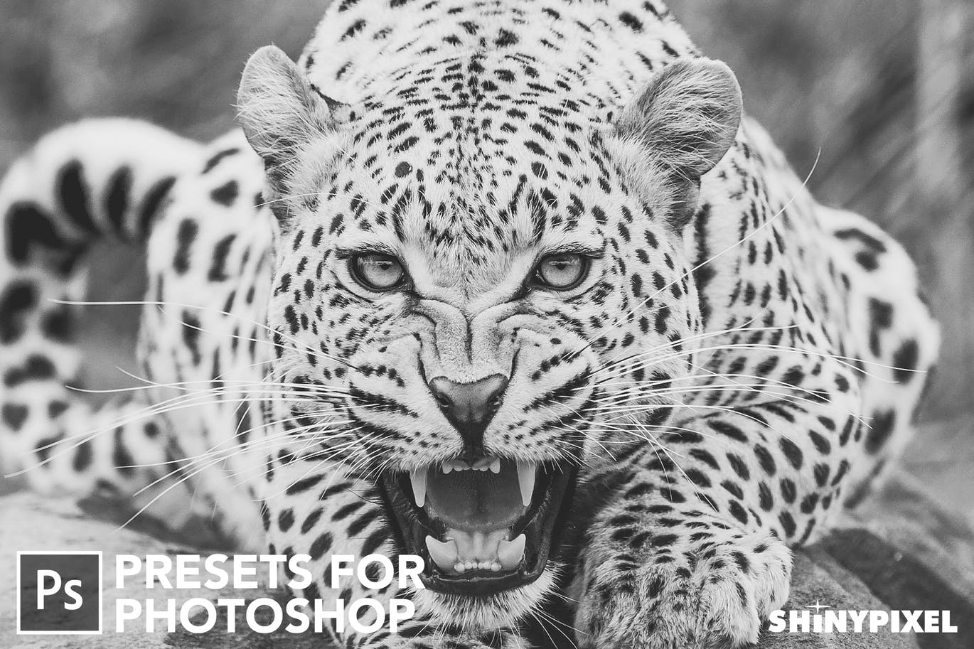 20款摄影大师级别黑白色调照片风格生成PS预设v1 Monochromatic Vol. 1 – 20 Photoshop Presets插图