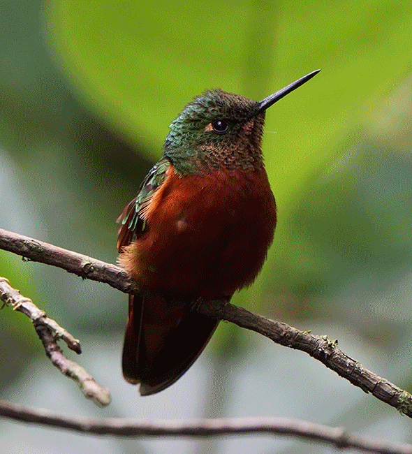 水彩艺术圆点粒子喷溅效果PS动作下载 WO Watercolor Photoshop Action插图(1)