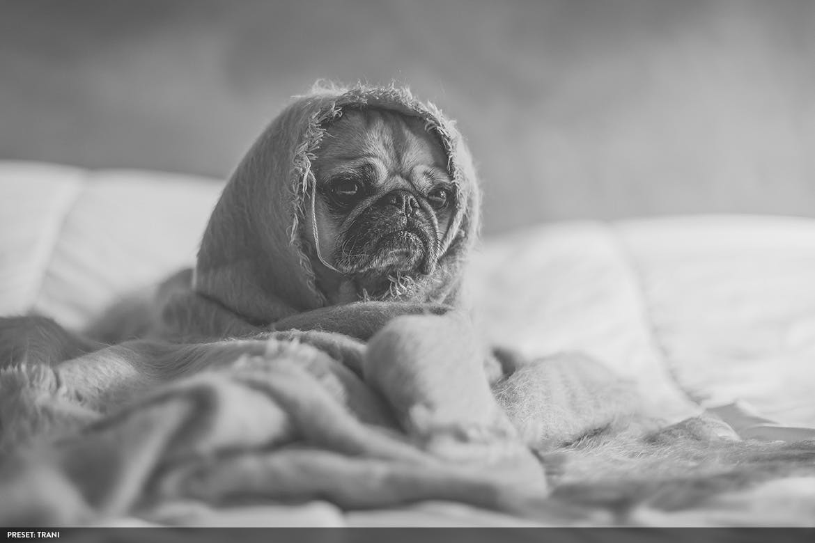 20款摄影大师级别黑白色调风格生成PS预设v2 Monochromatic Vol. 2 – 20 Photoshop Presets插图(4)