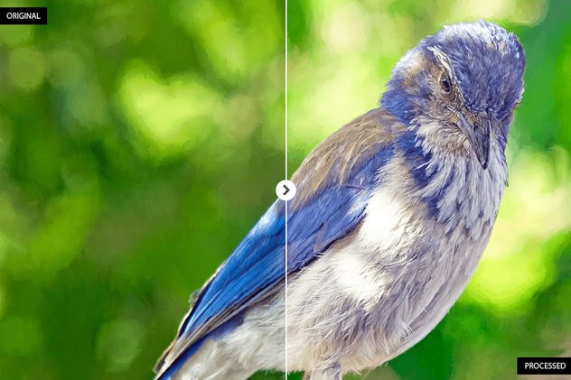 17个动物摄影后期处理滤镜LR预设 17 Animal Photography Lightroom Presets插图(8)