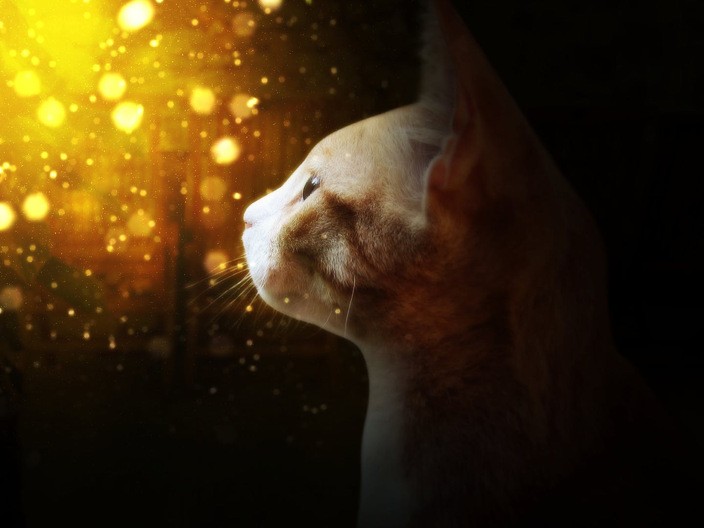 炫酷魔幻高光散景效果PS动作 Illuminate CS3+ Photoshop Action插图(5)