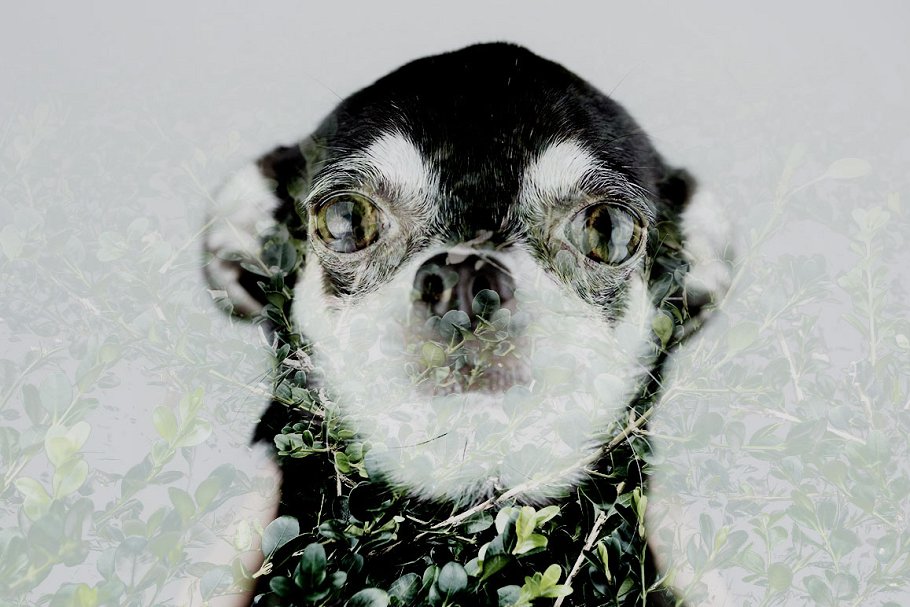 双重曝光人物照片特效PS动作 Double Exposure Kit插图(4)