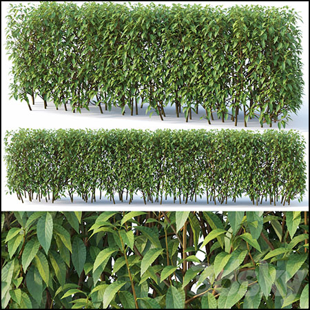 Forsythia连翘夏季植物素材之家精选3D模型