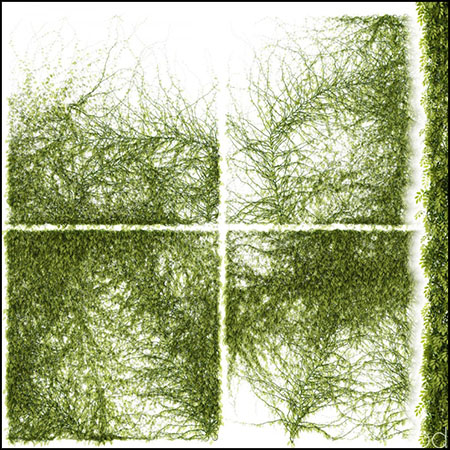 爬山虎植物墙3DMAX模型