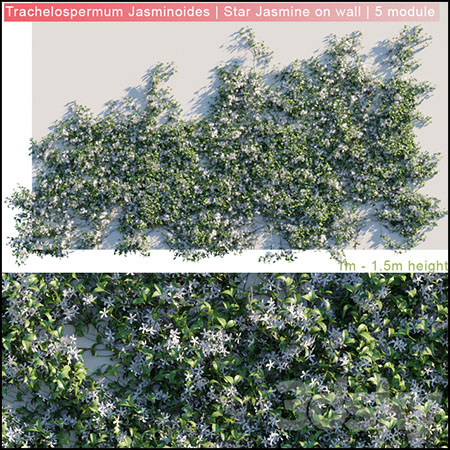 茉莉花|墙上的星茉莉花素材之家精选3D模型