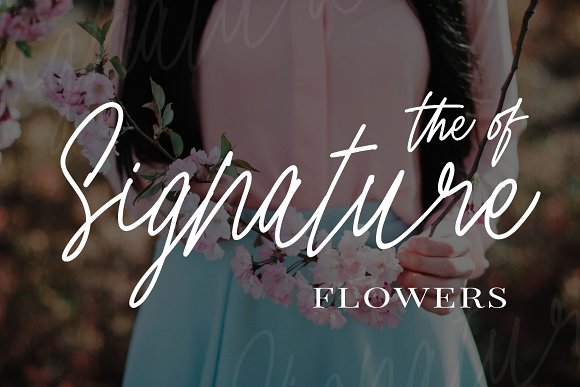 Cherry Blossom插图1