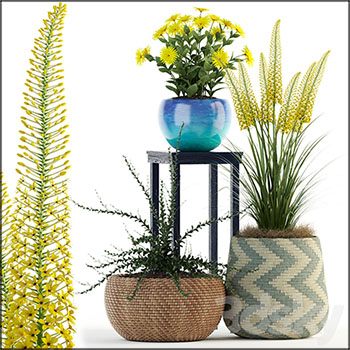 洋甘菊藤编花盆中的植物素材之家精选3D模型