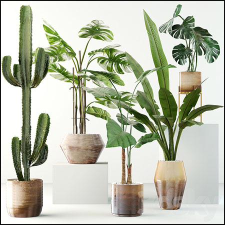 仙人掌龟背竹等植物盆栽素材之家精选3D模型