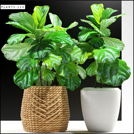 榕属绿色盆栽植物素材之家精选3D模型