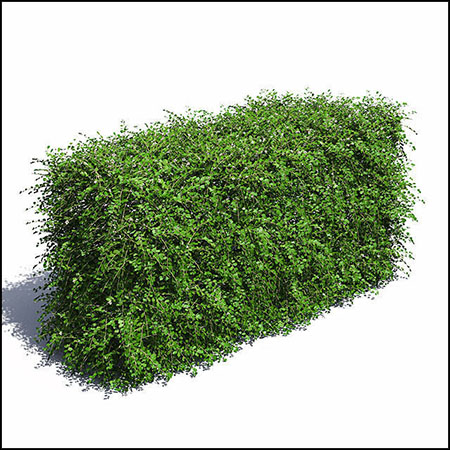 车轮棠灌木植物素材之家精选3D模型