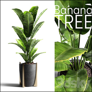 盆栽香蕉树素材之家精选3D模型