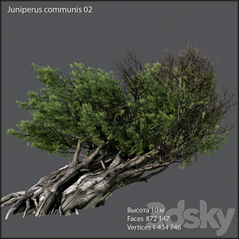 刺柏素材之家精选3D模型