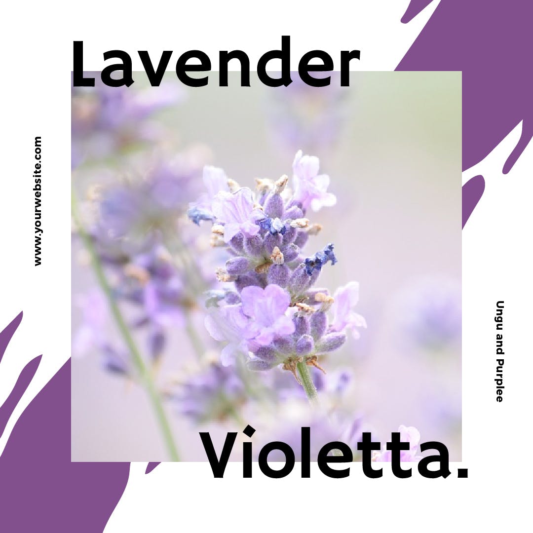 薰衣草配色社交媒体广告Banner图设计模板素材库精选 Lavender Social Media Banners插图(6)