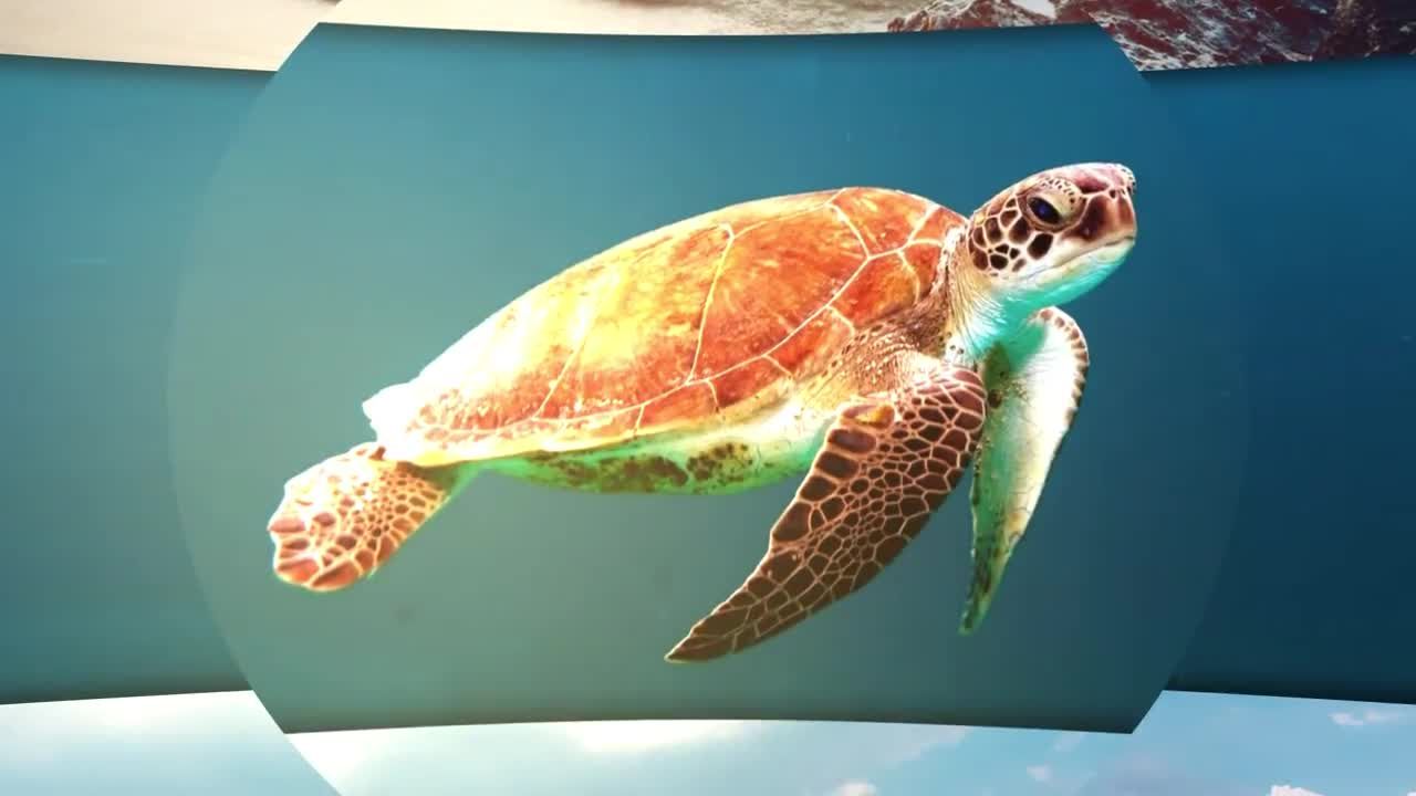 充满活力时髦动画素材库推荐PR模板