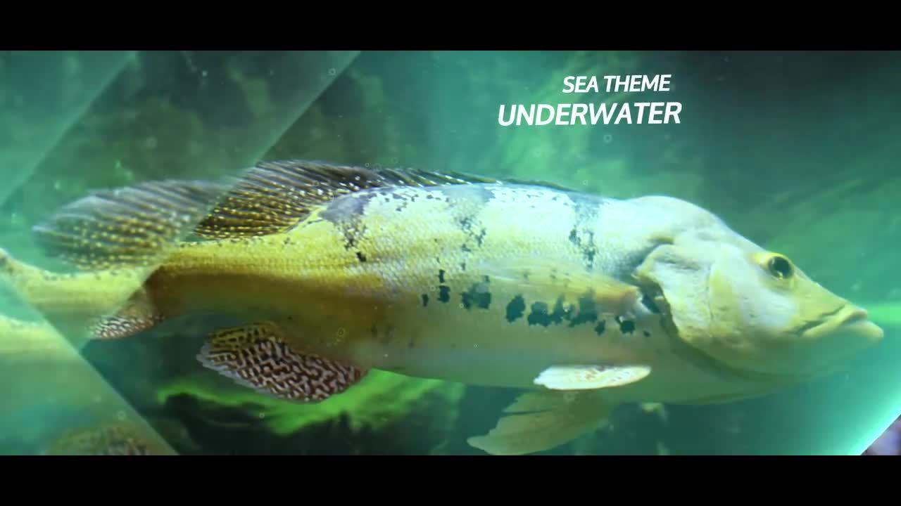 时尚大气的视觉冲击效果图文展示素材库精选AE模板