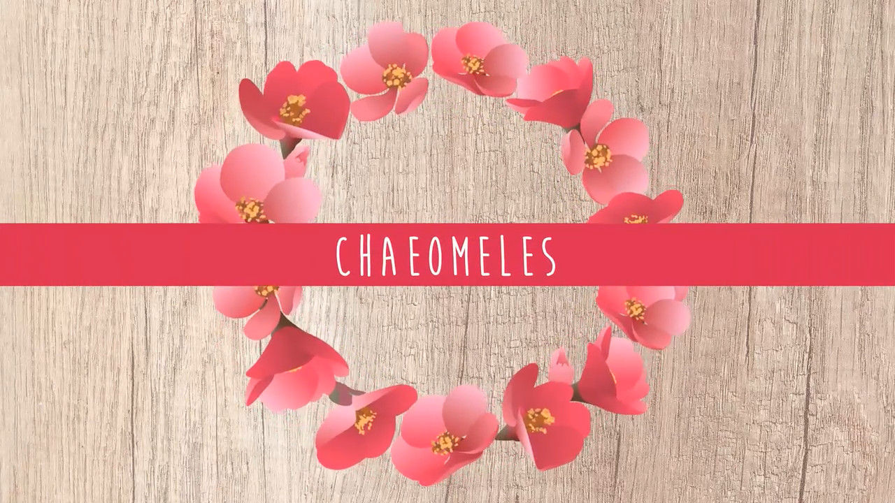 漂亮的花架花卉相框电子相册ae模板