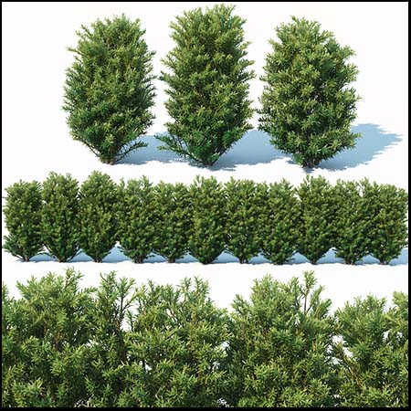 欧洲红豆杉紫衫绿色植物素材之家精选3D模型