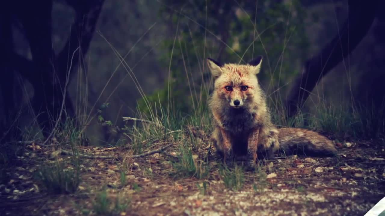 36个独特设计的简单过渡效果素材库精选AE模板