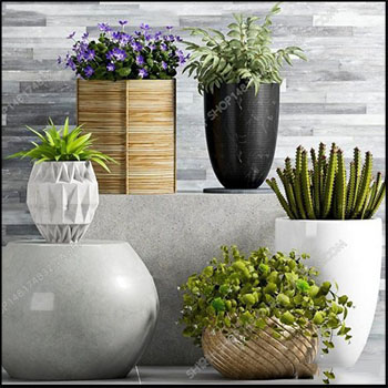 绿色盆栽植物和小花素材之家精选3D模型