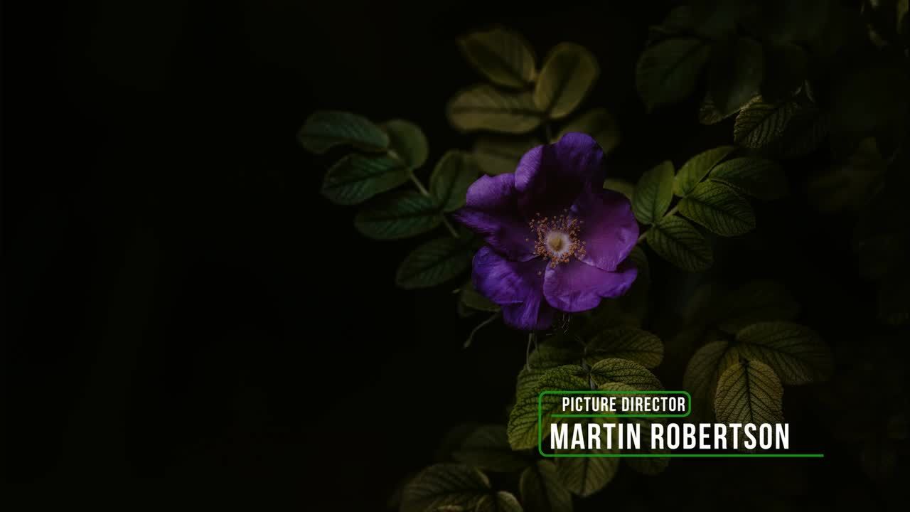 15个创意干净流畅的下三分之一动画标题素材库精选AE模板