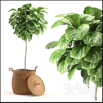 树状绿萝素材之家精选3D模型