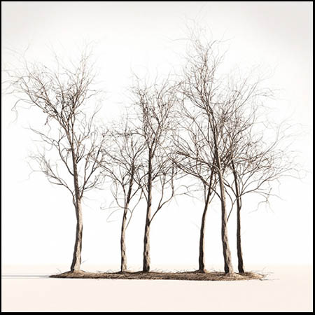 树叶掉落的枯树素材之家精选3D模型