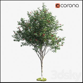 花楸树绿色植物素材之家精选3D模型