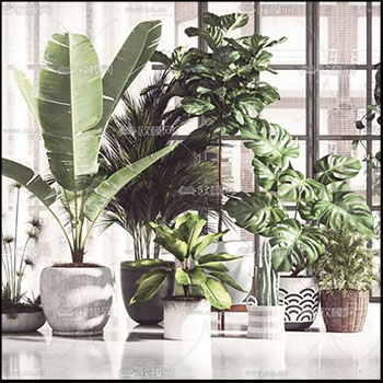 盆栽芭蕉等多种植物素材之家精选3D模型
