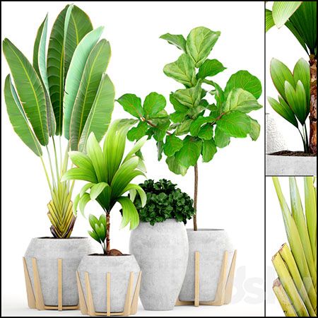 榕树和椰子树热带植物盆景素材之家精选3D模型