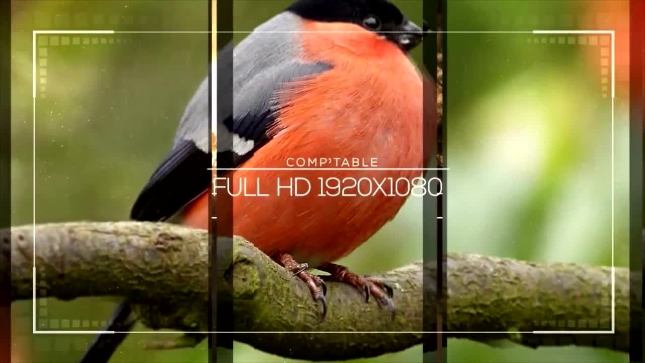 15个流畅的动画幻灯片素材库精选AE模板