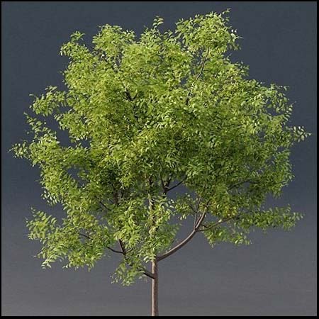 绿色小树苗素材之家精选3D模型