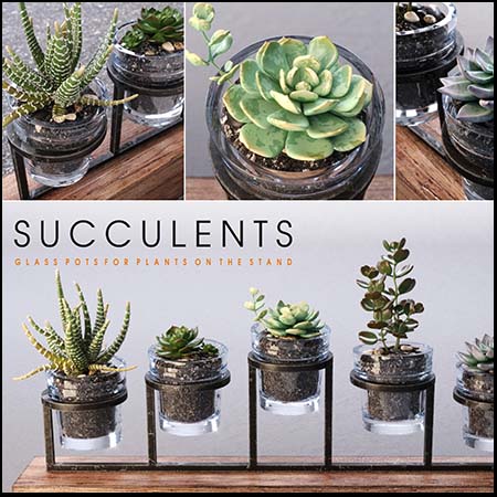 5款多肉绿色植物素材之家精选3D模型