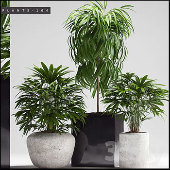 棕竹绿色盆栽盆景素材之家精选3D模型