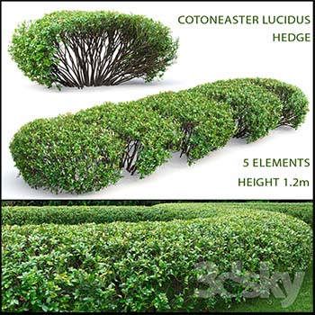 黄杨灌木丛绿化带植物素材之家精选3D模型