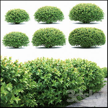 日本绣线菊绿色灌木植物素材之家精选3D模型
