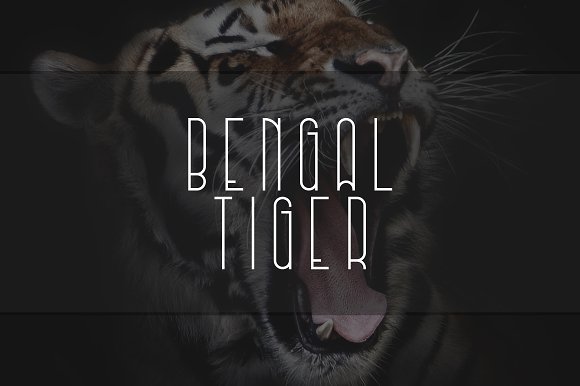 Musa Display Typeface – 12 fonts插图2