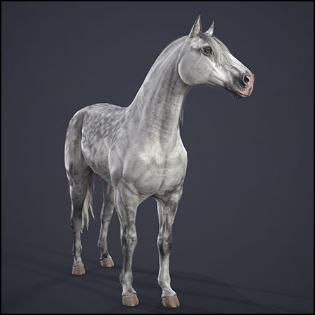 Andalusian马素材之家精选3D模型