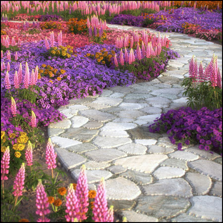 15种花园花卉150个形态的素材之家精选3D模型