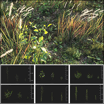 野外小草野草杂草素材之家精选3D模型