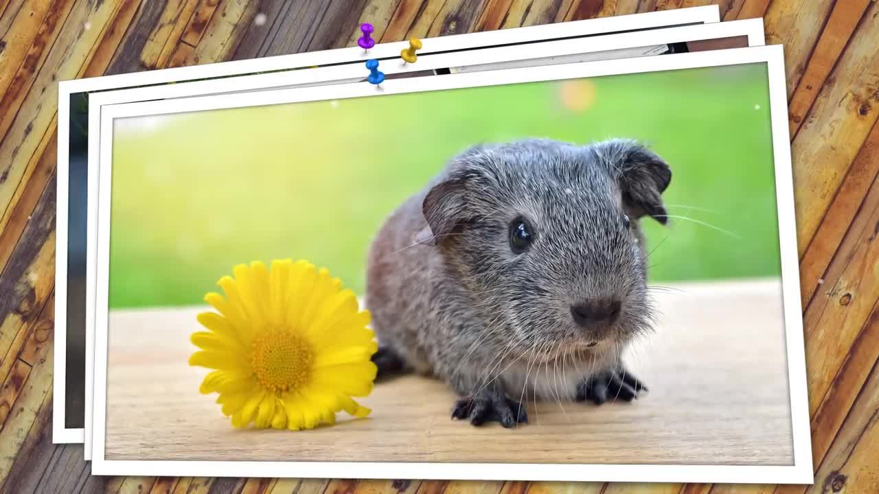回忆朋友家人和假期旅行的照片转换素材库精选AE模板