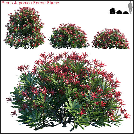 马醉木绿色灌木植物素材之家精选3D模型