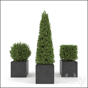 室外黄杨木花盆盆栽素材之家精选3D模型