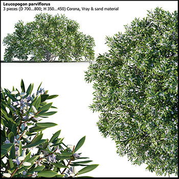 开满小花的银合欢灌木植物素材之家精选3D模型